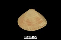 藏品(花蛤)的圖片